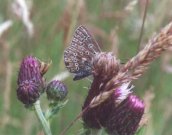 Unusual Common Blue 2001 - Andrew Middleton