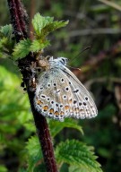 Common Blue 2010 - Dave Miller