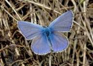 Common Blue 2010 - Dave Miller