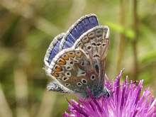 Common Blue 2003 - Bob Clift