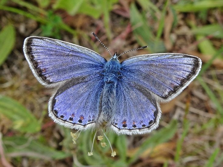 Common Blue 2019 - Dave Miller