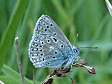 Common Blue 2017 - Peter Clarke