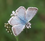 Chalk-hill Blue 2003 - Allen Beechey