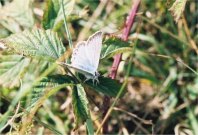 Chalk-hill Blue 2004 - Glen Barnes