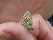 Chalk-hill Blue 2005 - June Crew