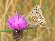 Chalk-hill Blue 2005 - Richard Bigg