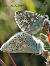 Chalkhill Blues 2006 - Ian Hardy