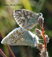 Chalkhill Blues 2006 - Ian Hardy