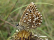 Chalkhill Blue 2010 - David Gower