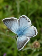 Chalkhill Blue 2010 - Paul Thrush