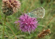 Chalk-hill Blue - Clare Gray