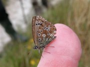 Chalk-hill Blue 2005 - June Crew