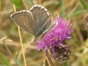 Chalk-hill Blue 2005 - Richard Bigg