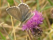 Chalk-hill Blue 2005 - Richard Bigg