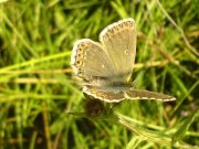 Chalk-hill Blue 2007 - Darin Stanley