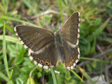 Chalkhill Blue (f) 2010 - David GowerSampford