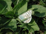 Chalk-hill Blue 2001 - Nick Sampford