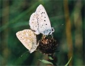 Chalk-hill Blue mating pair 2004 - Glen Barnes