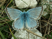 Chalkhill Blue (m) 2005 - Clare Gray
