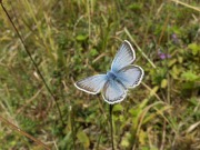 Chalkhill Blue 2010 - David Gower