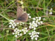 Chalk-hill Blue 2006 - Geoff Horn