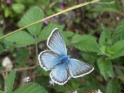 Chalkhill Blue 2010 - David Gower