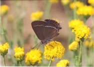 Blue-spot Hairstreak 2003 - Clive Burrows