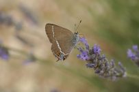 Blue-spot Hairstreak 2005 - Ian Hardy