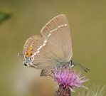 Blue-spot Hairstreak 2006 - Roger Gibbons