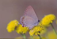 False Ilex Hairstreak