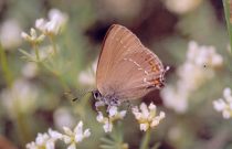 Ilex Hairstreak 2004 - Clive Burrows