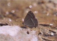 Purple Hairstreak 2003 - Clive Burrows