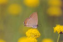 Sloe Hairstreak 2004 - Clive Burrows