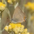 Sloe Hairstreak 2006 - Roger Gibbons