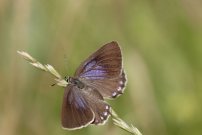 Spanish Purple Hairstreak - Roger Gibbons