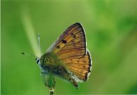 Purple-shot Copper - Clive Burrows