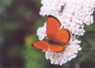 Scarce Copper 2003 - Clive Burrows