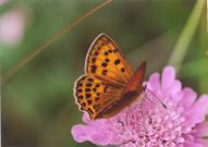 Scarce Copper 2003 - Clive Burrows