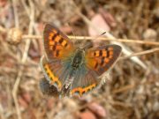 Small Copper 2006 - Trevor Chapman