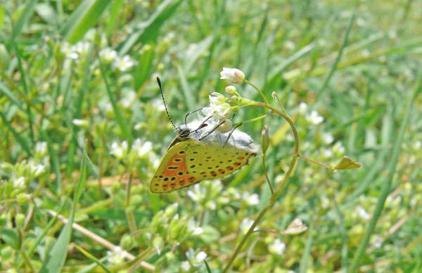 Sooty Copper 2007 Poland - Steve Lane