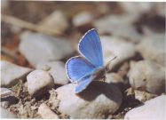 Adonis Blue 2003 - Clive Burrows