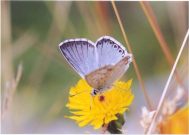 Chalk-hill Blue 2003 - Clive Burrows