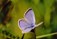 Green-underside Blue 2004 - Clive Burrows