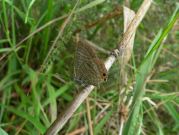 Long-tailed Blue 2006 - Steve Lane