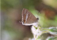 Long-tailed Blue 2003 - Clive Burrows