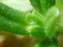 Green Hairstreak egg 2006 - Andrew Middleton