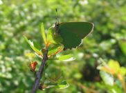 Green Hairstreak Green Hairstreak 2006 - Andrew Palmer