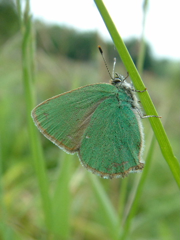 Green Hairstreak