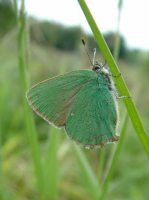 Green Hairstreak 2006 - Trevor Chapman