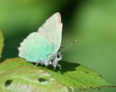 Green Hairstreak - Dave Mackenzie